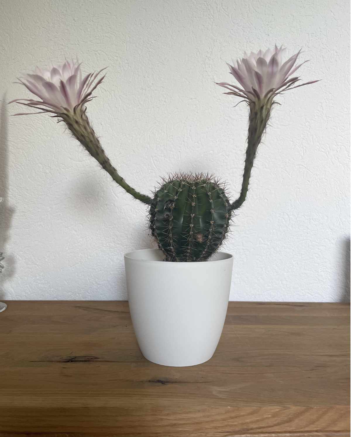 My mum’s cactus has arms