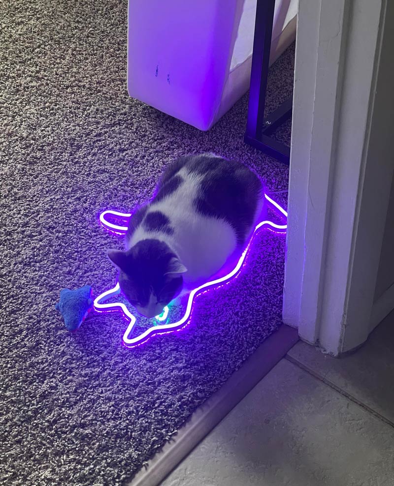 Found my cat laying in my cat shape light that fell