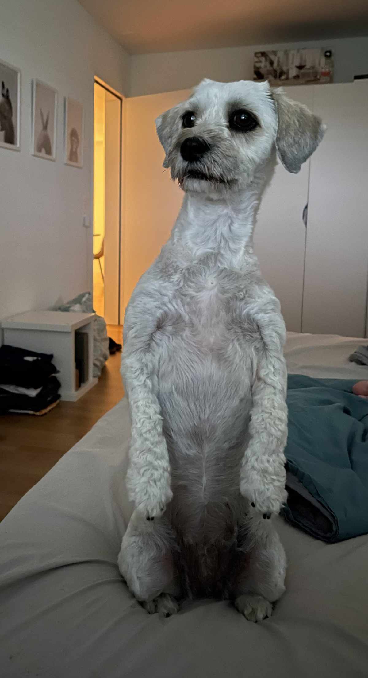 My dog thinks she is a meerkat born in a dogs body