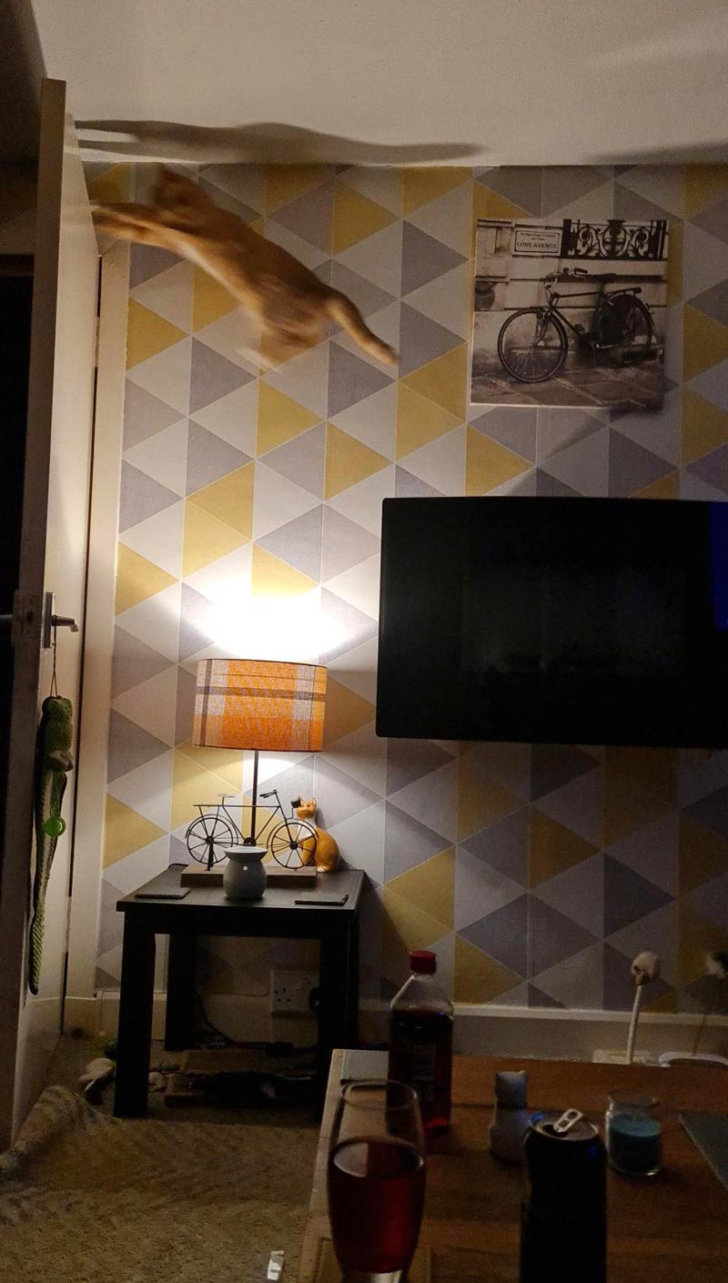My cat trying to catch a moth