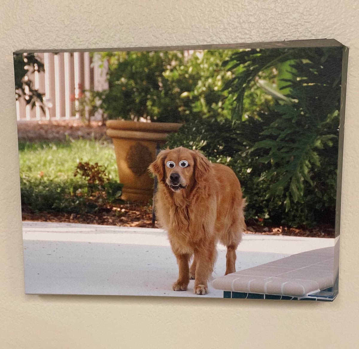 Somebody put googly-eyes on the photo at the veterinarian’s office