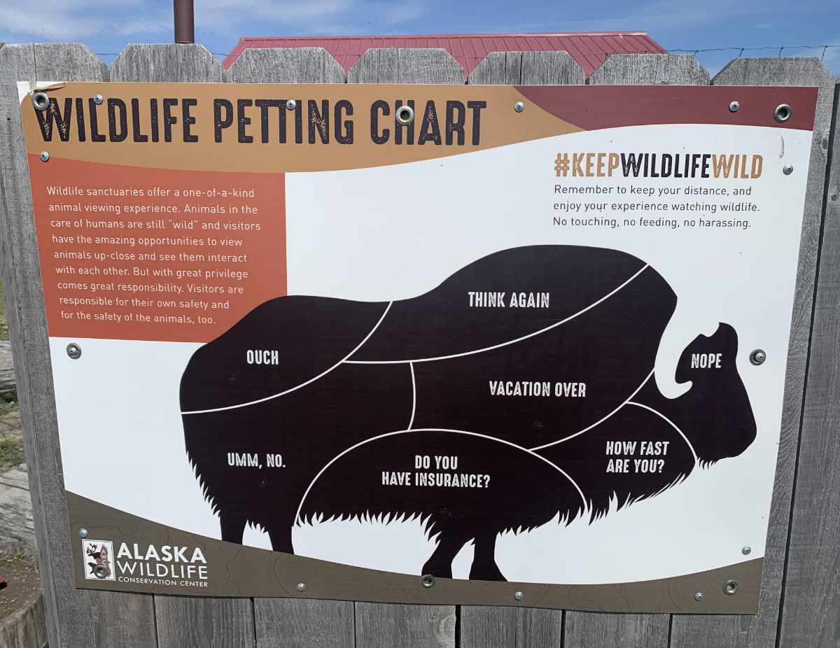This wildlife petting guide in Alaska