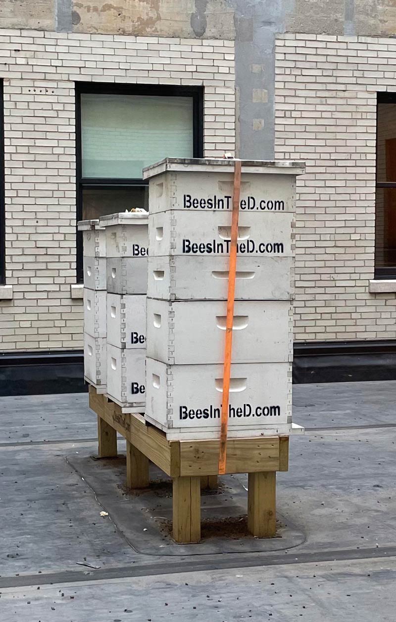You want me to put the bees WHERE?
