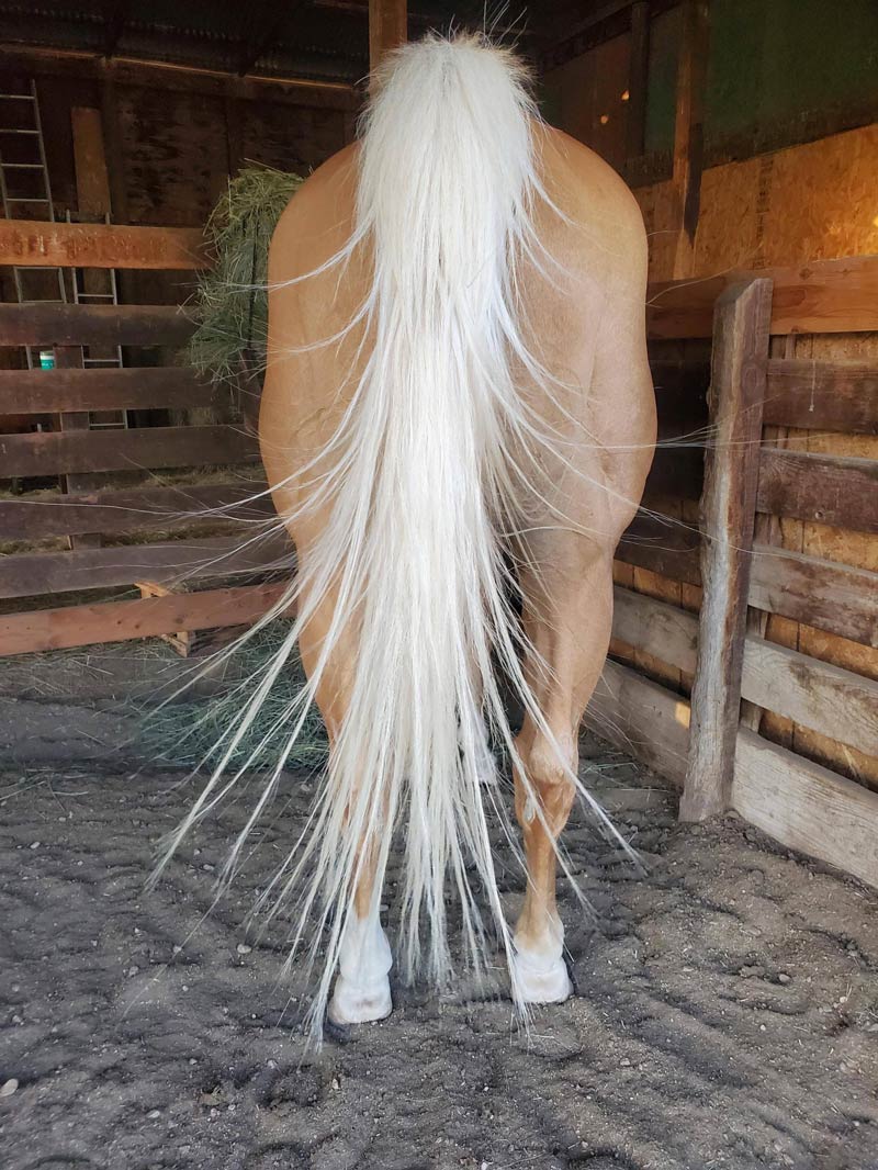 Horse was swatting at flies and managed to build up an electrical charge in its tail