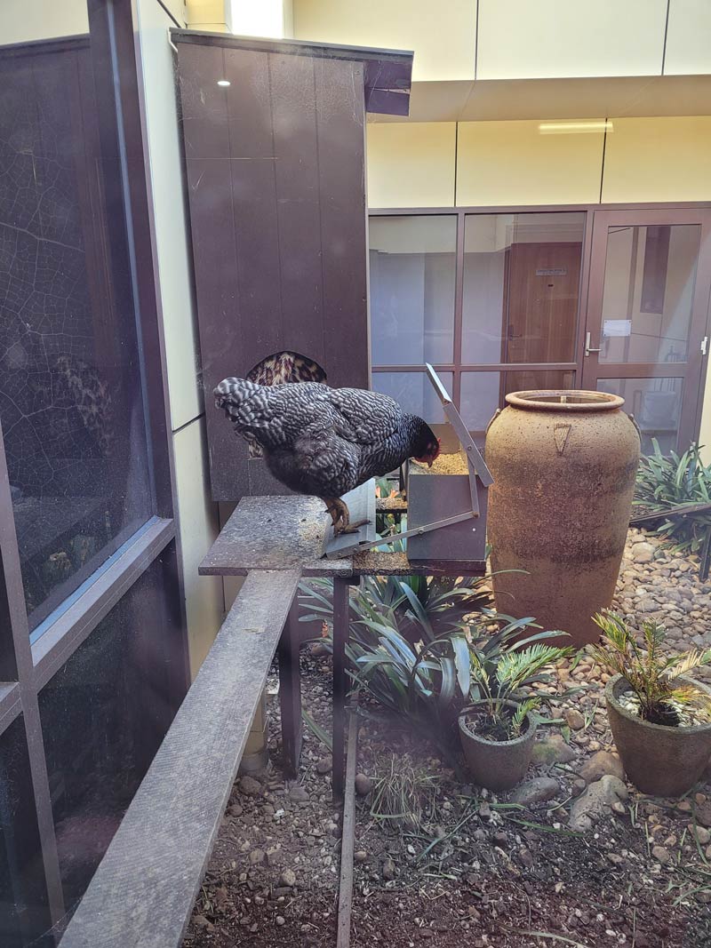 My doctor's office waiting room has a chicken in their atrium