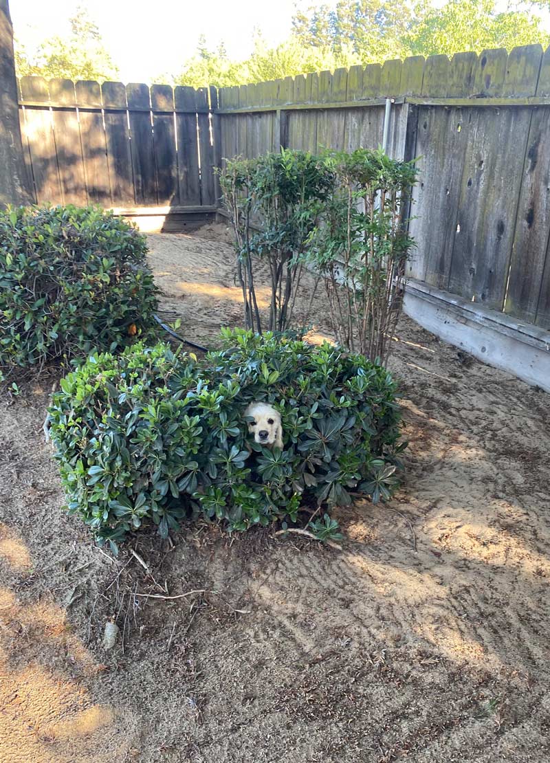 My dog likes to hangout in this bush. She’s been doing it since she was a pup