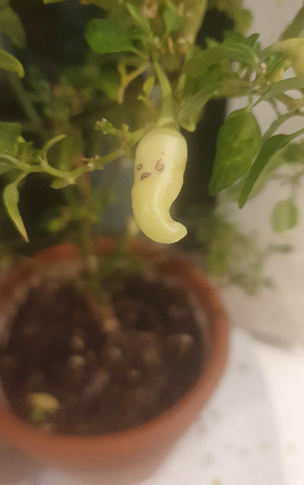 My homegrown chilli has a face