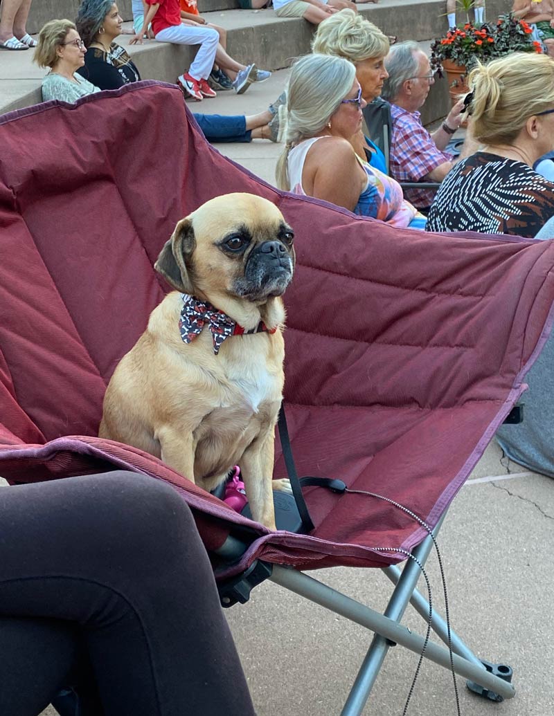 Brought my puggle to a free concert in the park. She was not amused