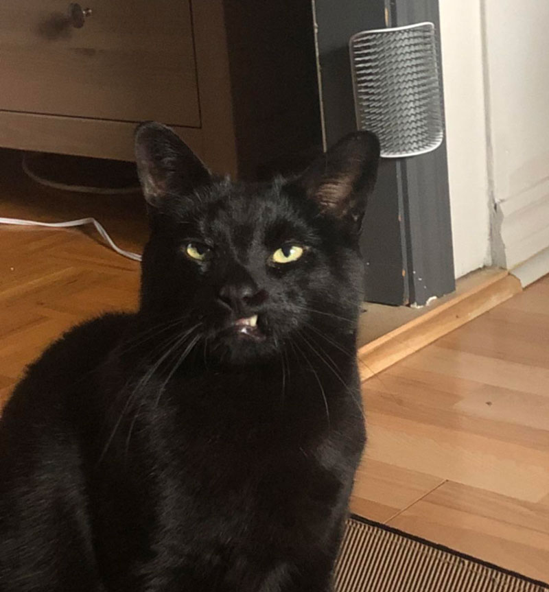 My cat is missing some teeth, he’s always making this face