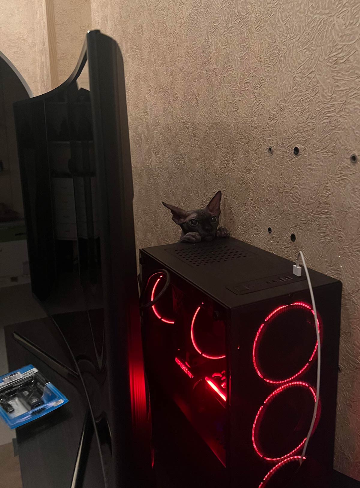 He knows he's not allowed to climb on my PC, but he still tries