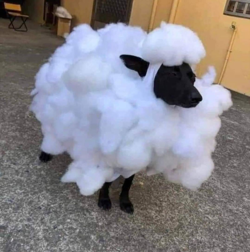 The landlord said no dogs, but they said sheep are okay, so..