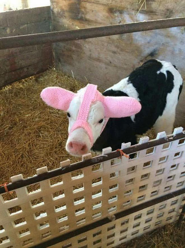 To stop frost bite, baby cows are knitted Ear Moofs