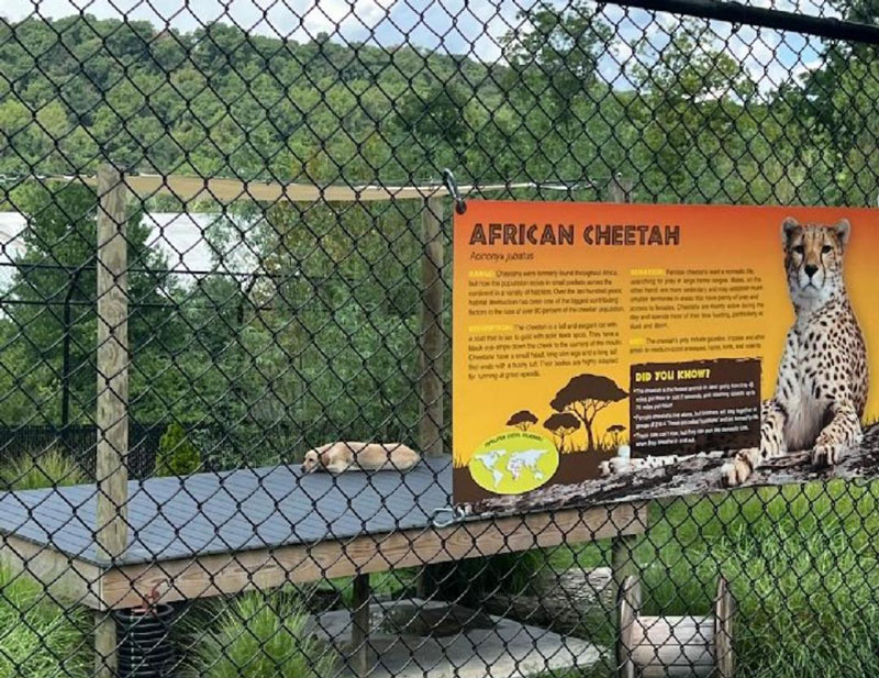 Went to the zoo today and I'm 99% sure that's not a Cheetah..