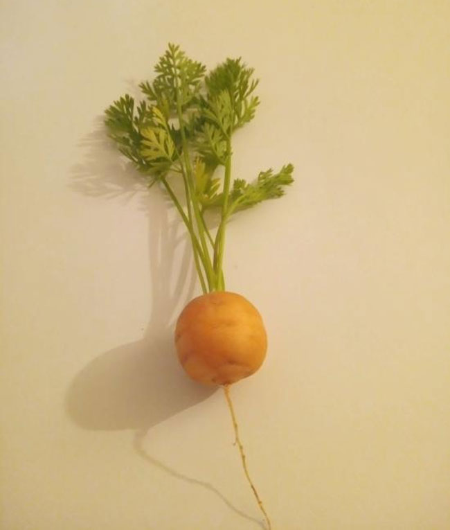 Round carrot