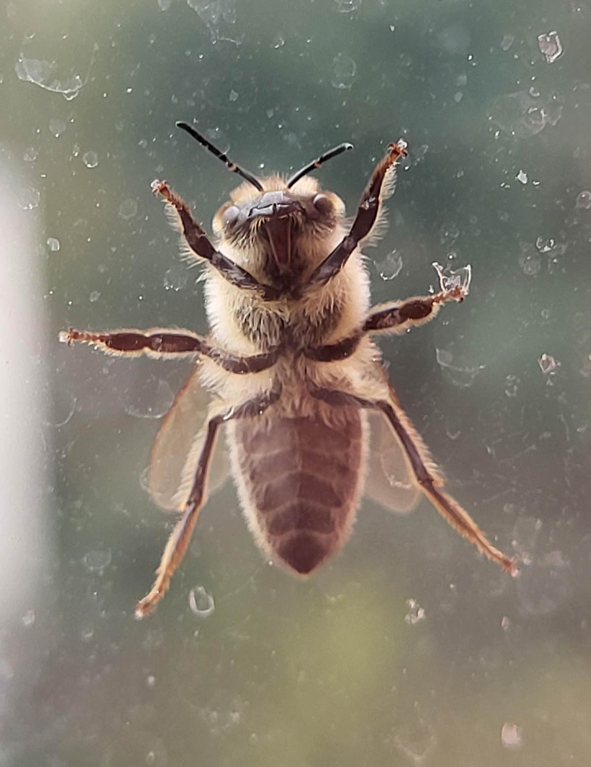 A bee on my window