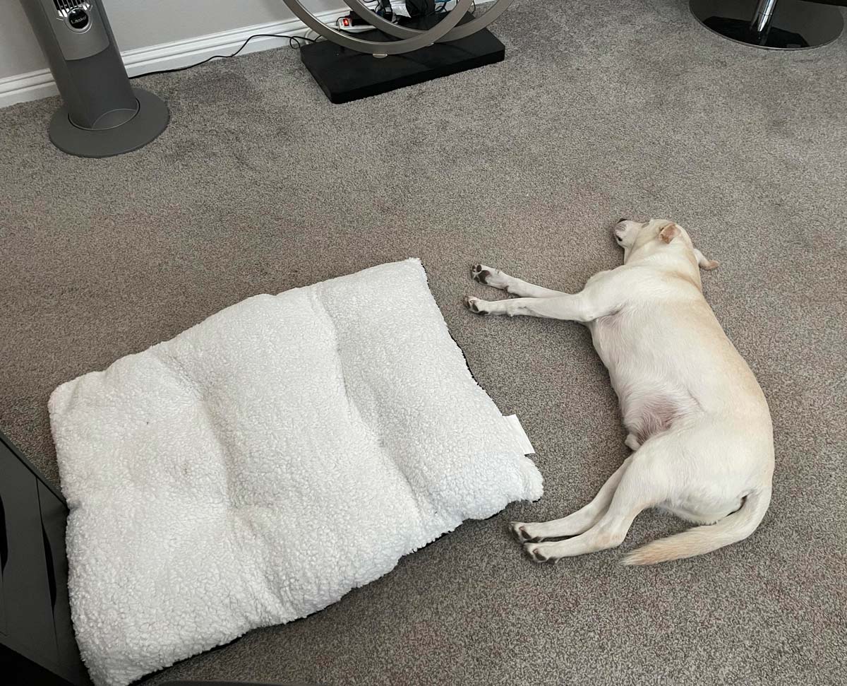 Got my dog a new bed for the office. He loves it