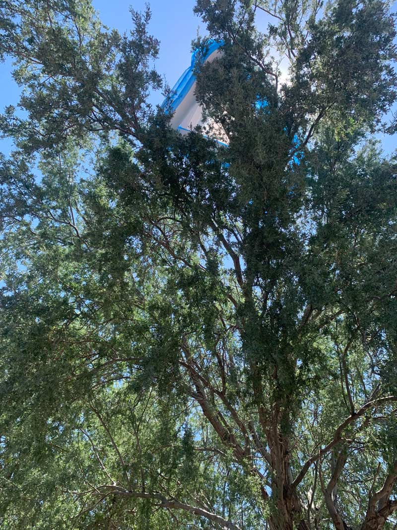 Someone’s inflatable pool somehow got stuck on top of the tree in front of my house today