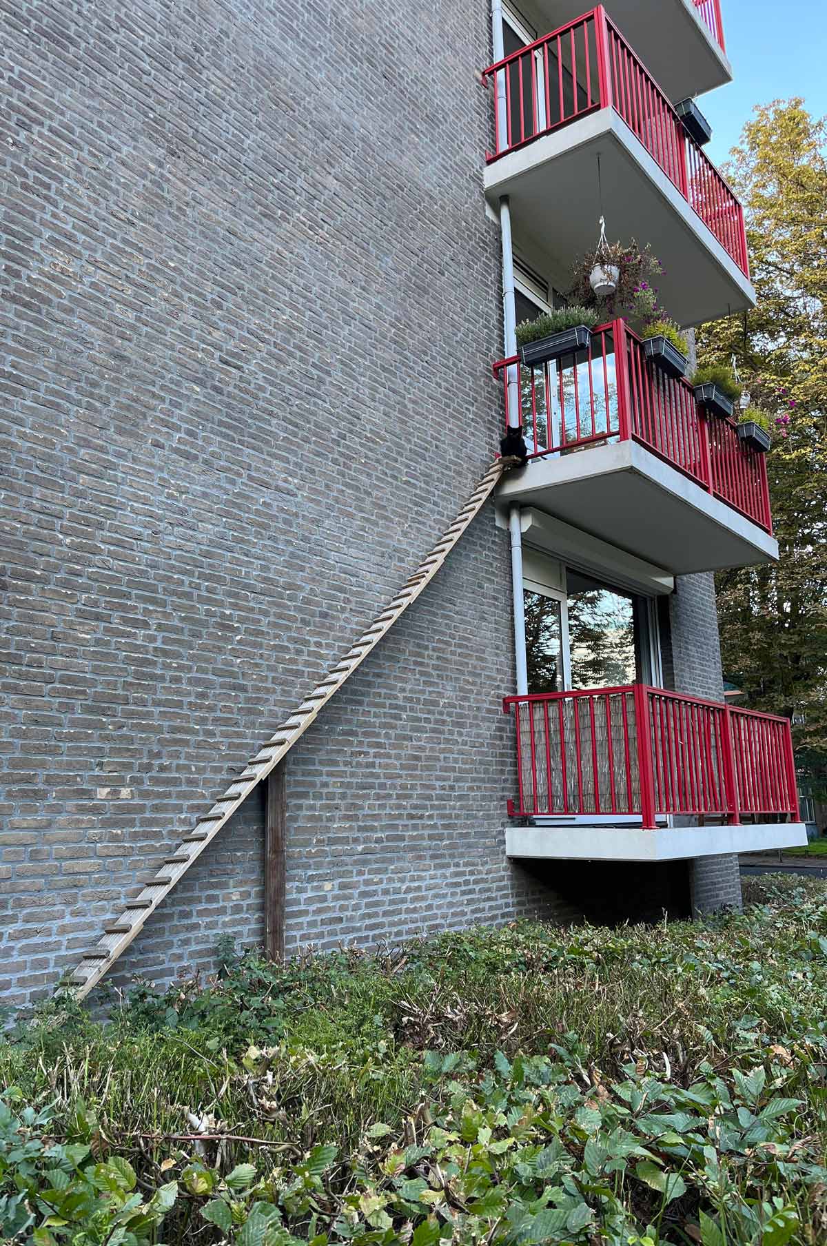 This very long kitty ladder