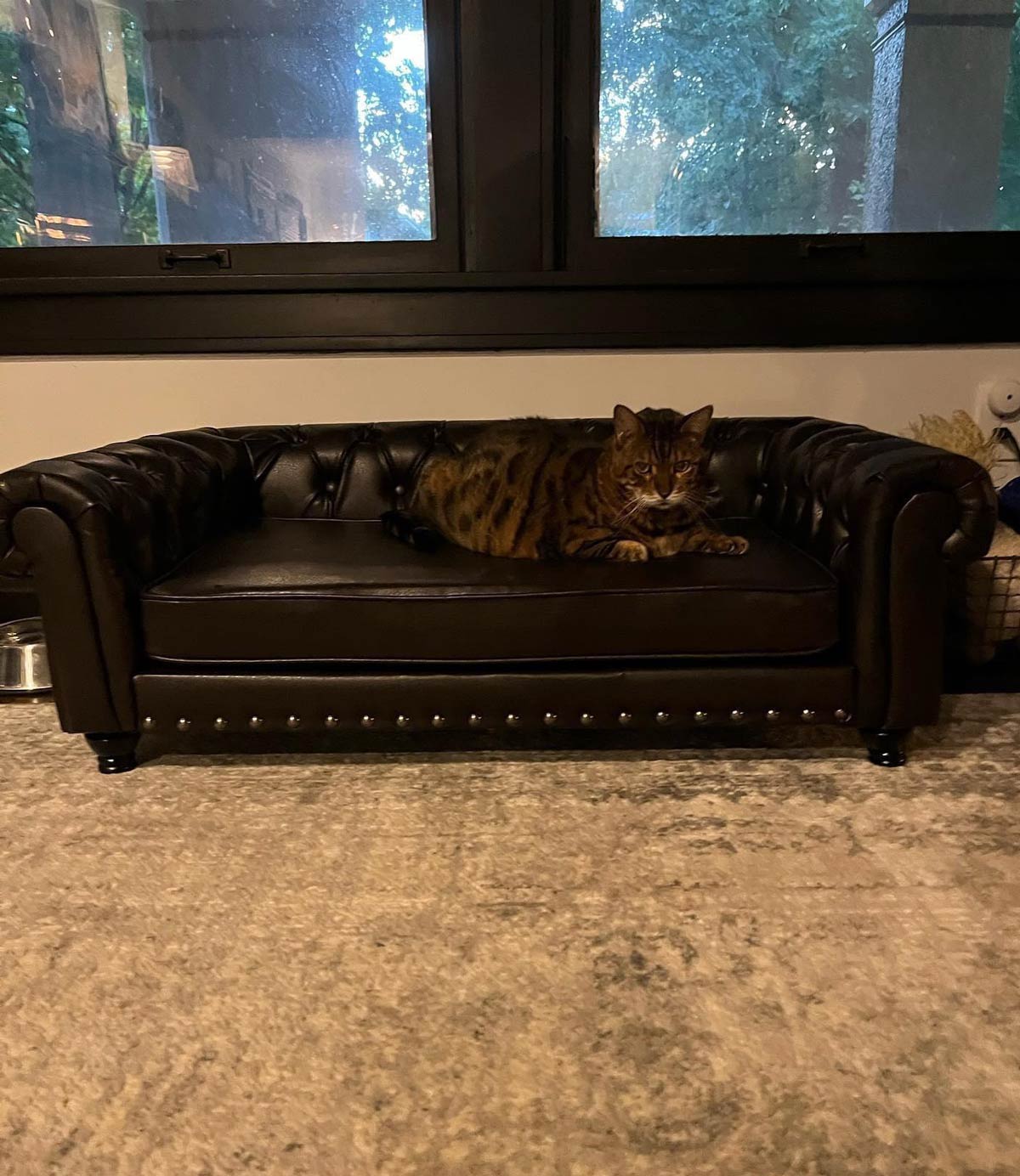 My wife got Hobbs a throne to plot our deaths on