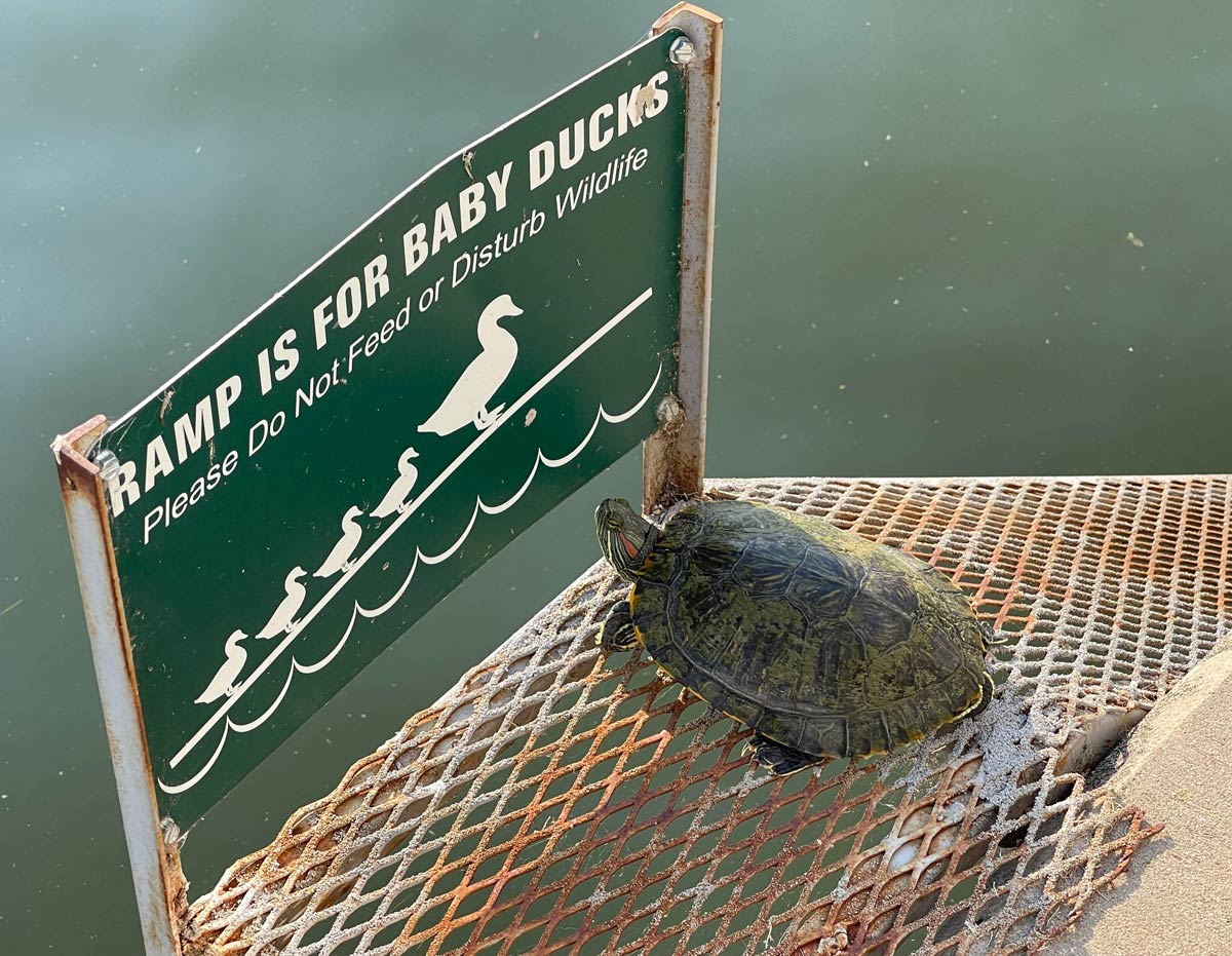 Found a rebellious turtle while walking around the lake tonight