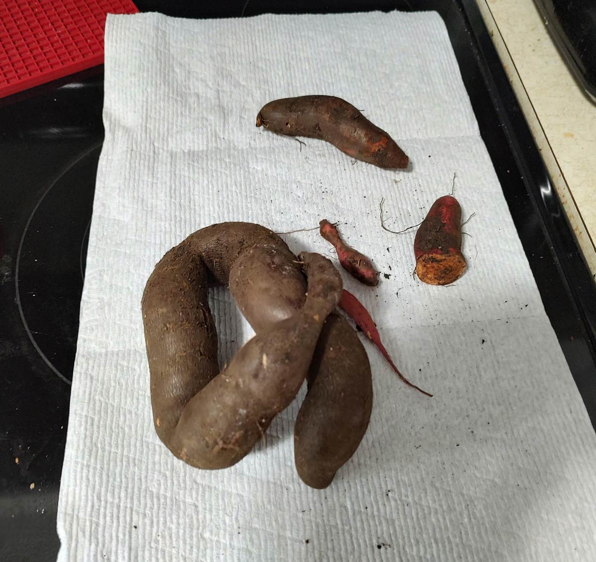 Our sweet potato harvest this year
