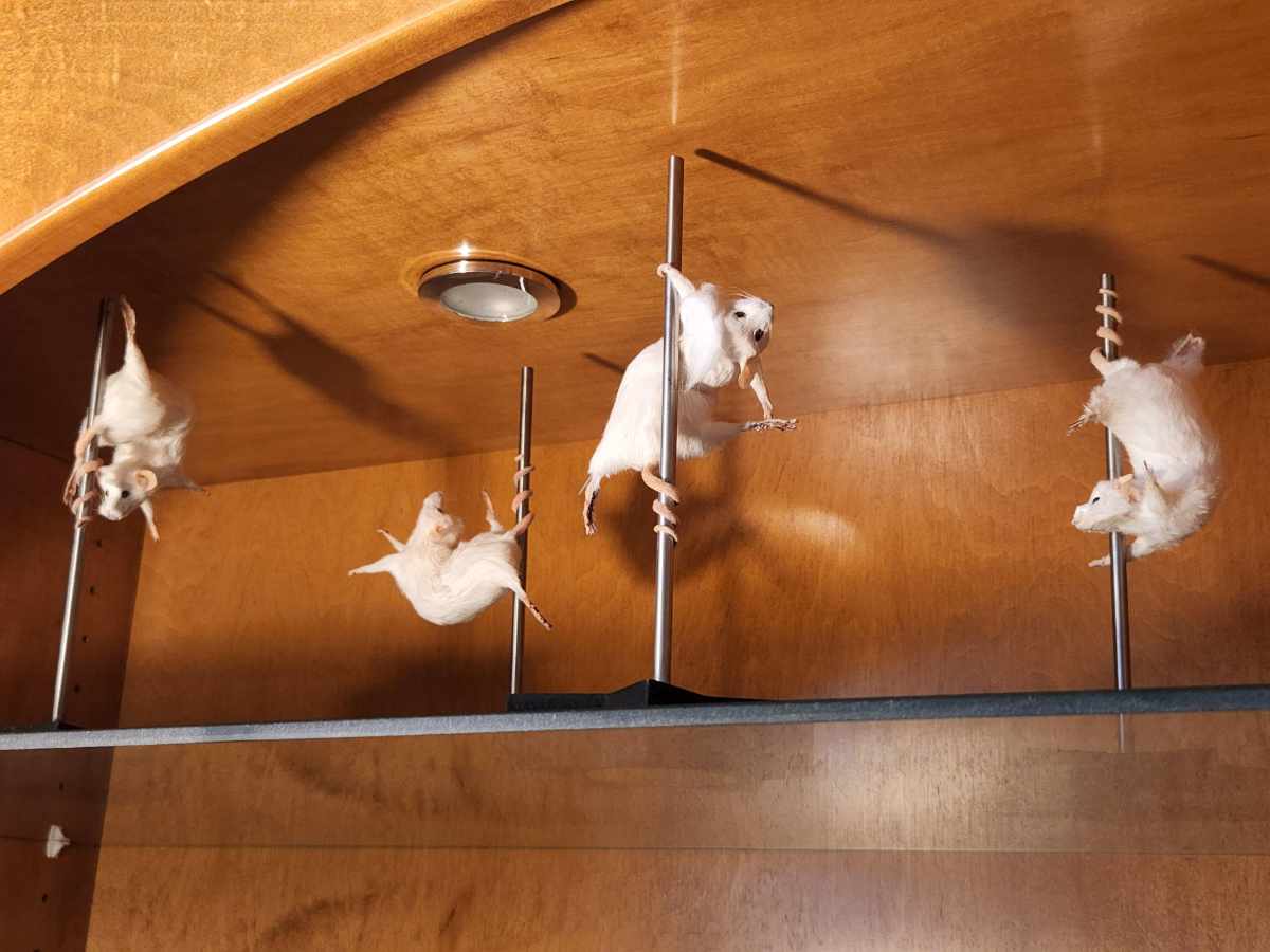Doctor I know has taxidermy stripper mice