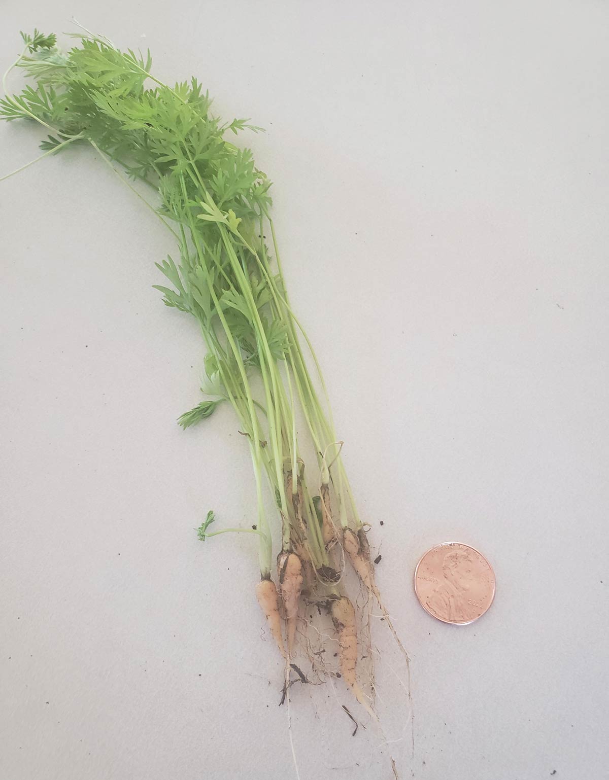 My wife grew these carrots.. Penny for scale