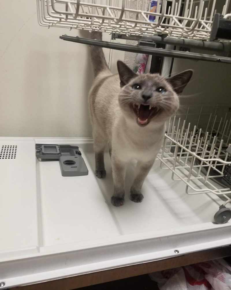 My cat Miso likes the dishwasher and wants you to know