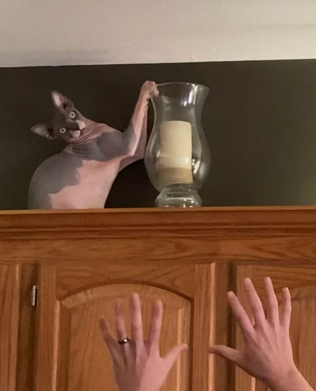 Our cat learned how to get on top of the cabinets