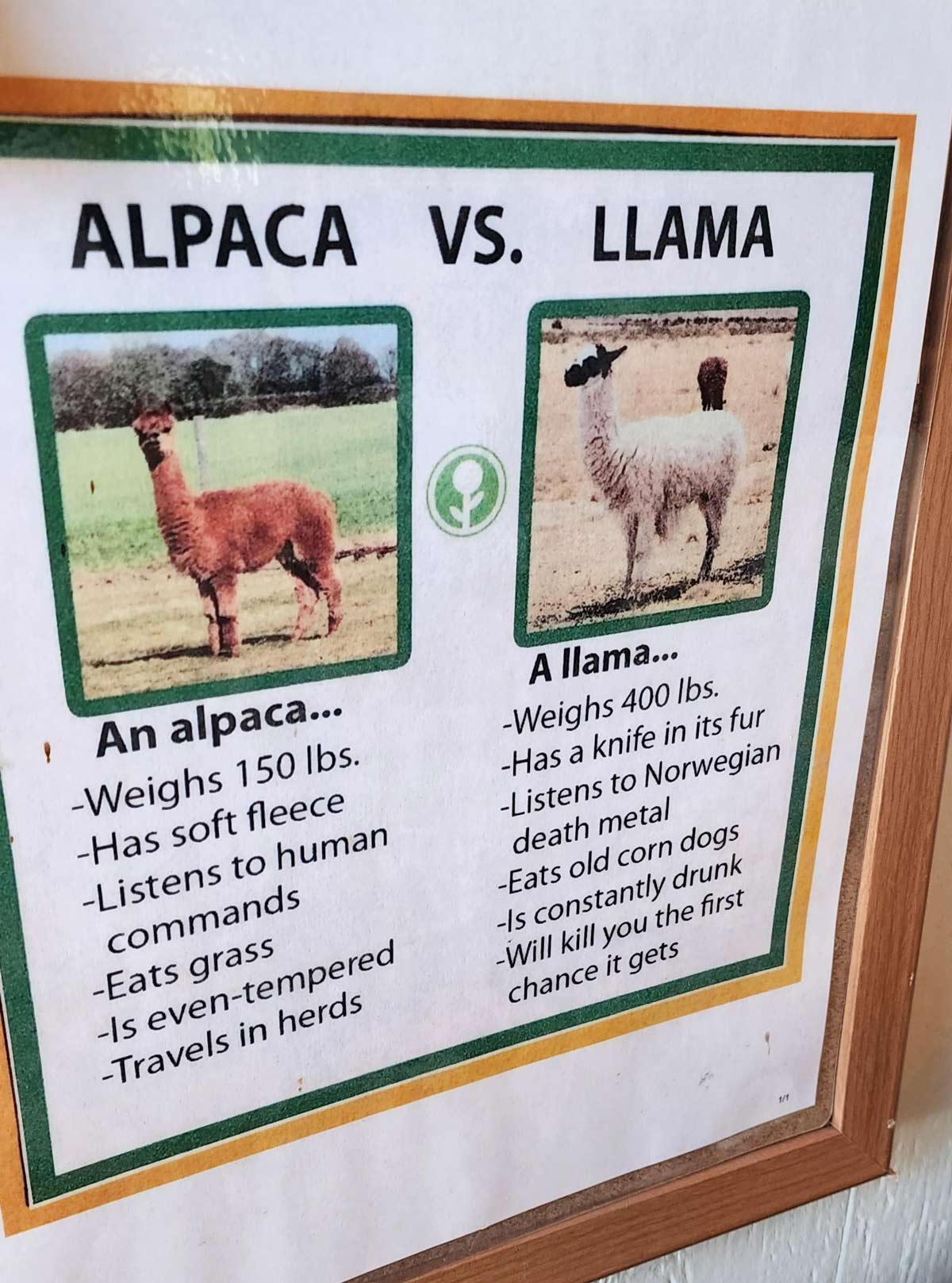 Went to an alpaca farm with the family. This was the highlight for me