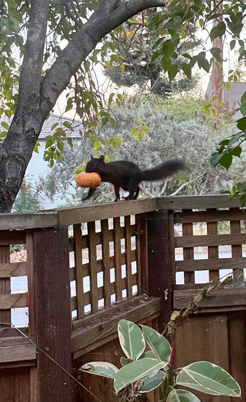 This black squirrel carrying a persimmon in my yard looks ready for Halloween