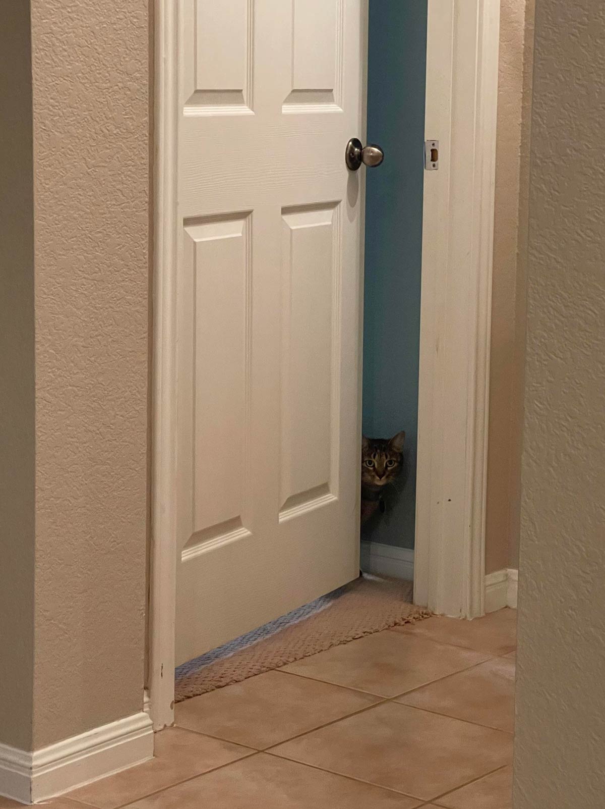 My friend’s cat, who hates people, waiting for us to leave