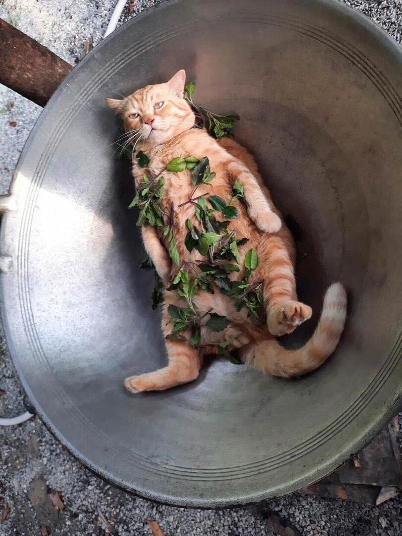 This is a picture of a cat in a wok with thai basil sprinkled on him