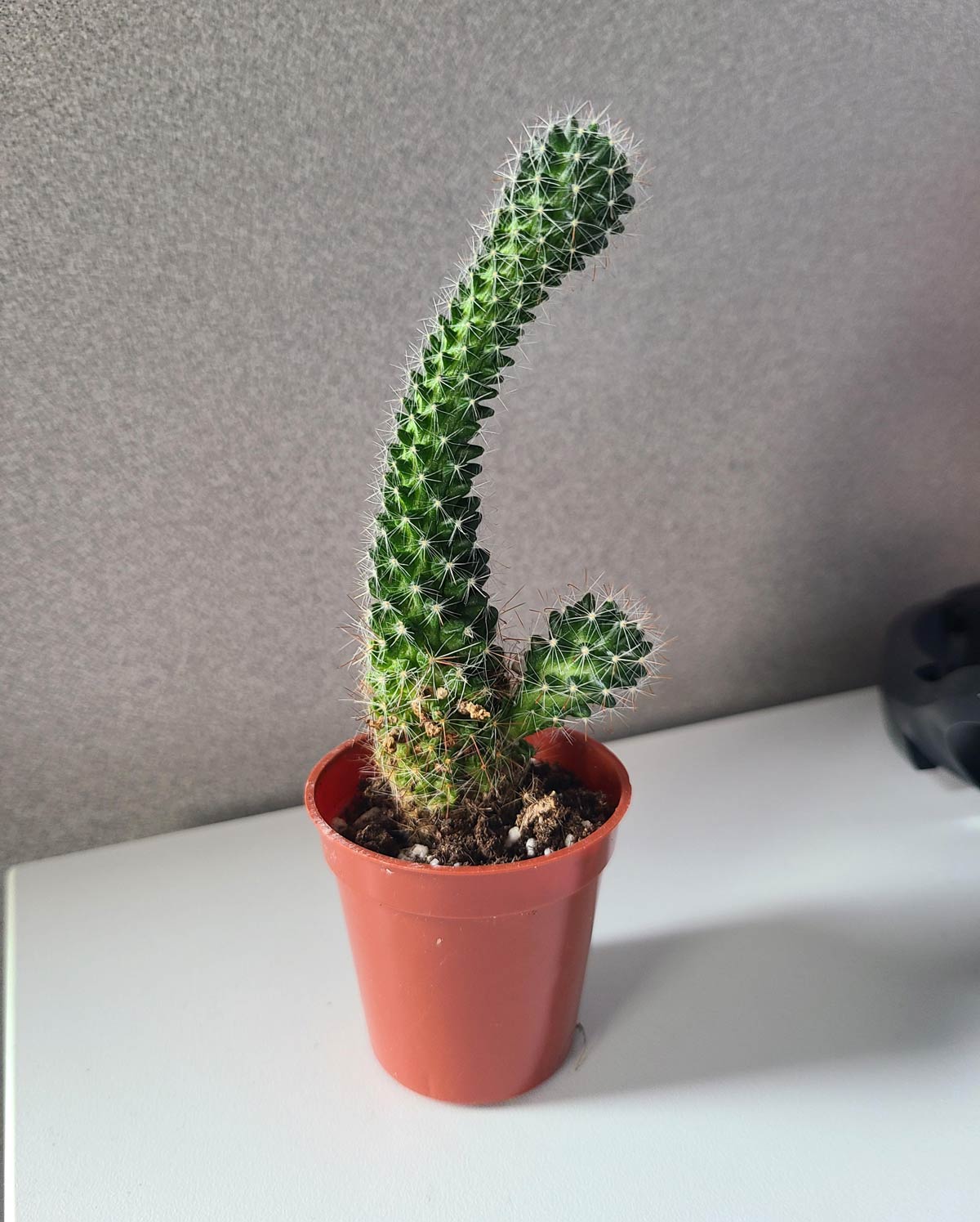 The cactus I bought grew into a forbidden vibrator
