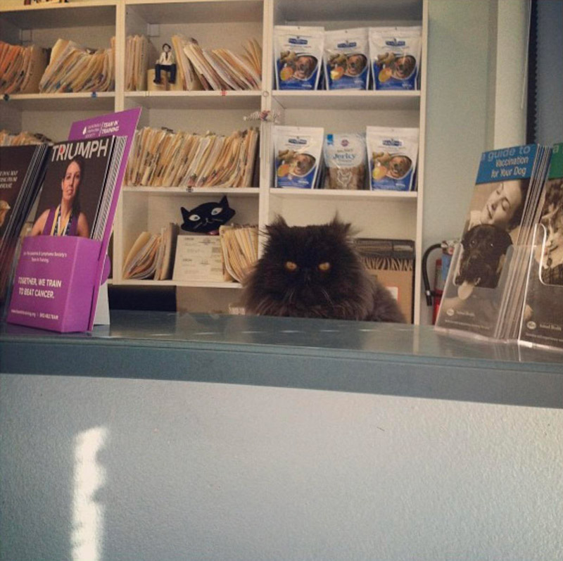 The receptionist at my vet. Just a little grumpy
