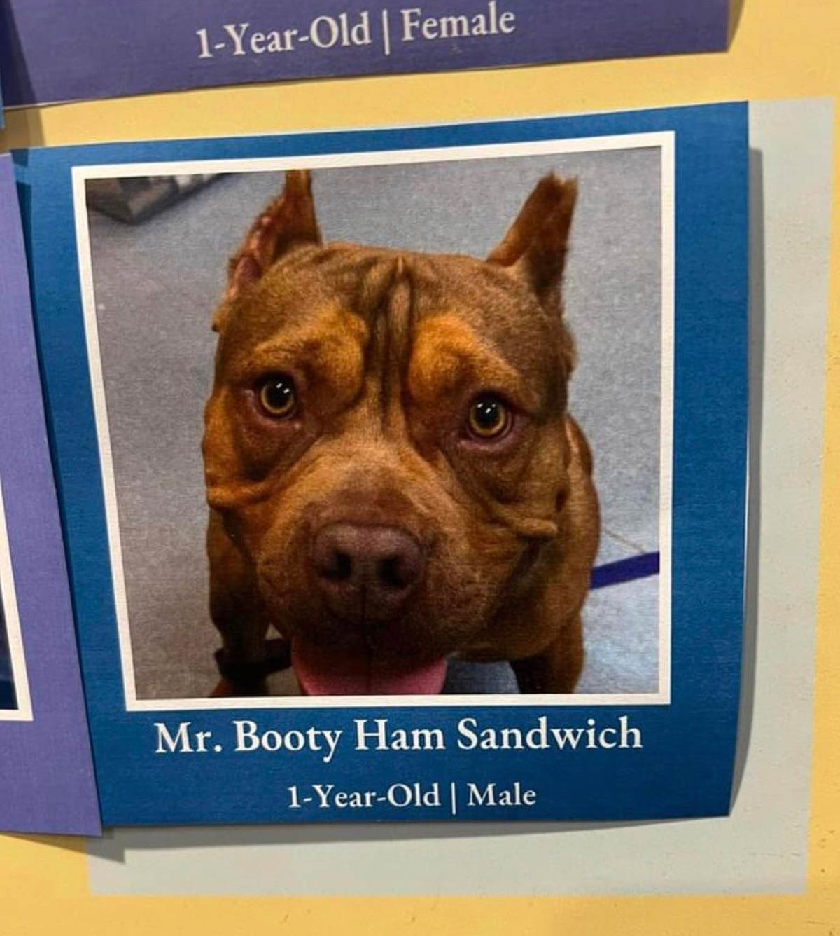 Who names their dog this?