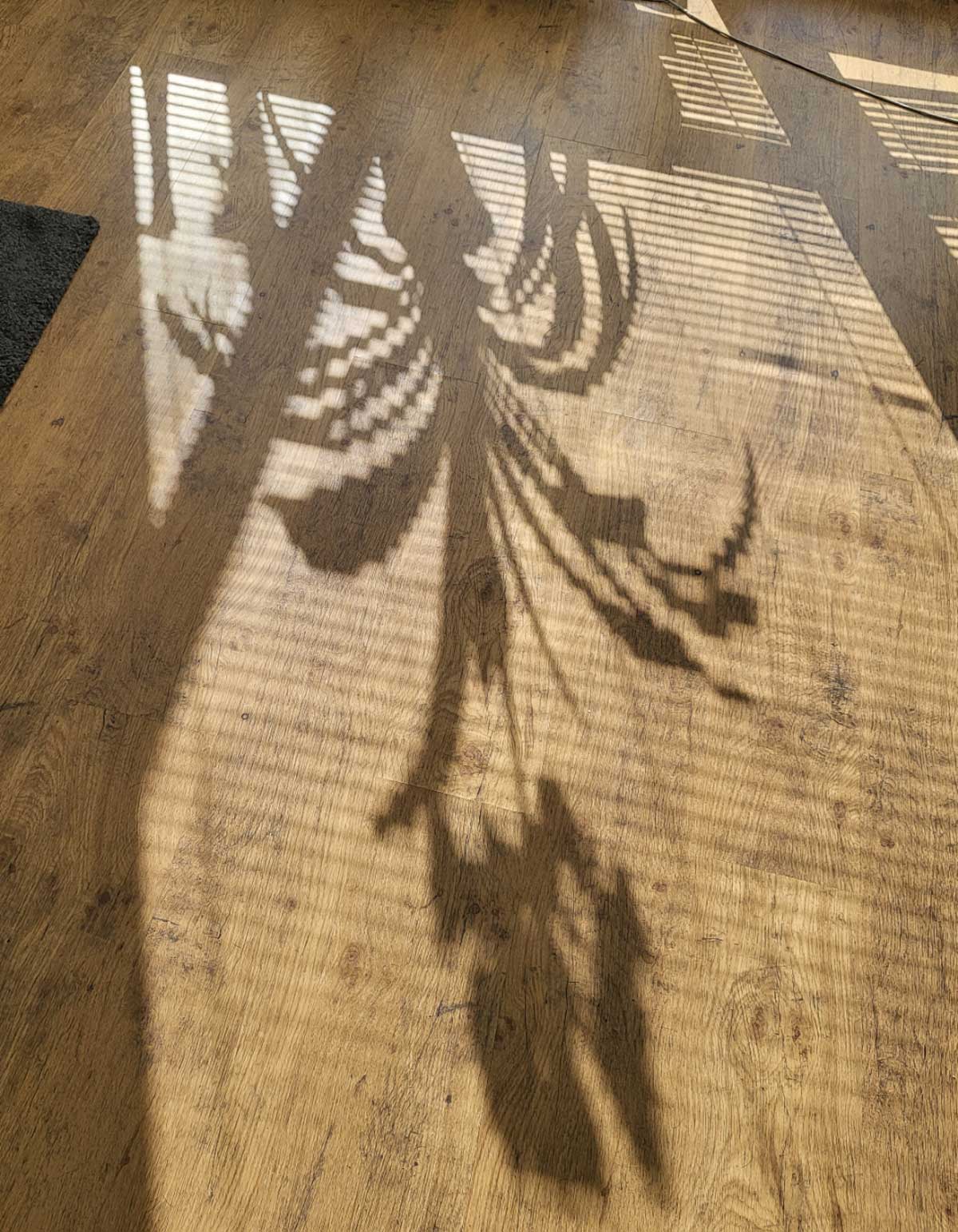 This poorly rendered shadow of a plant in my home