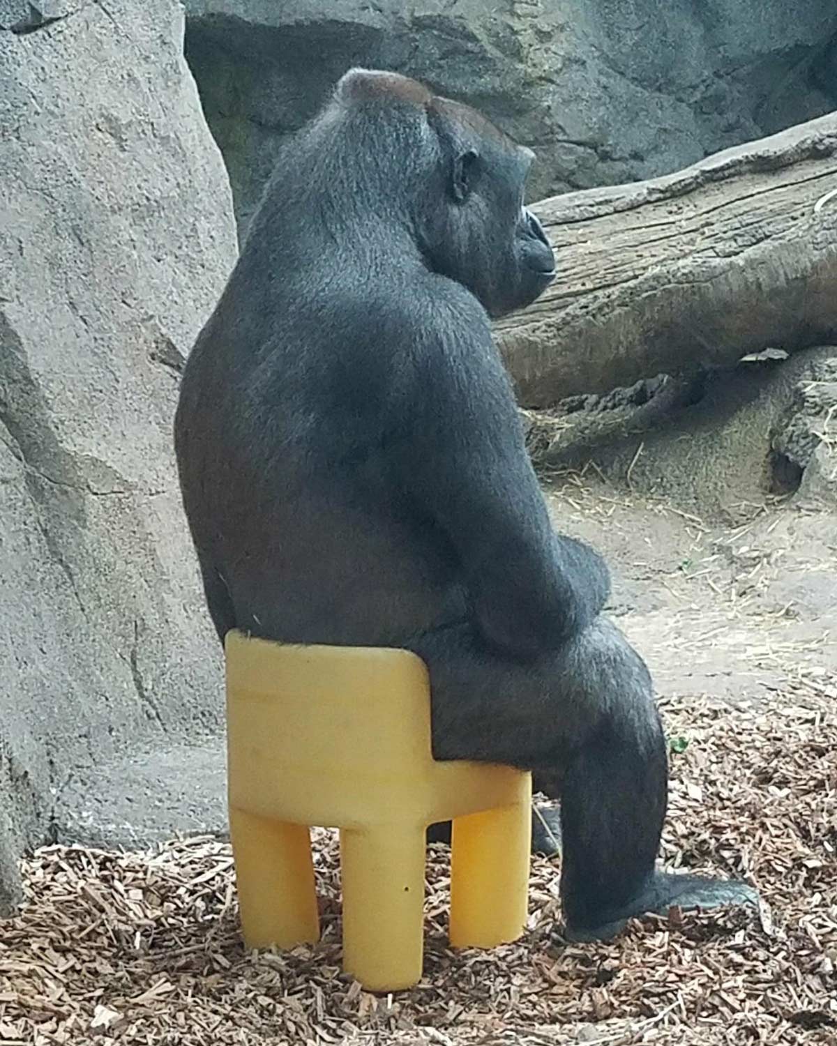 Gorilla in a kid’s chair