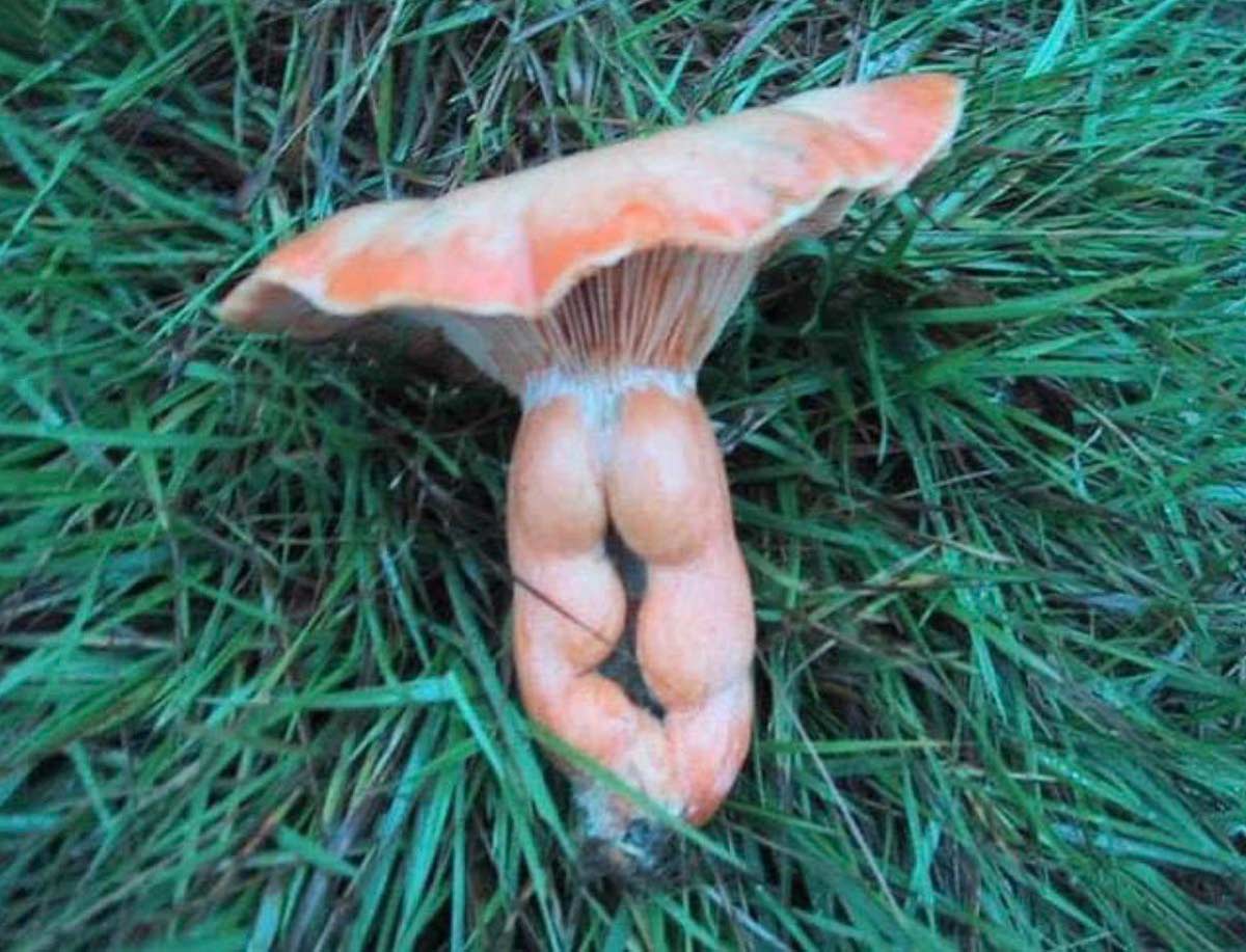 Mushroom didn't skip leg day