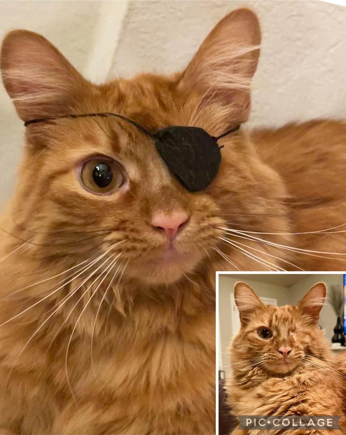 I made my cat an eye patch and he rocked it