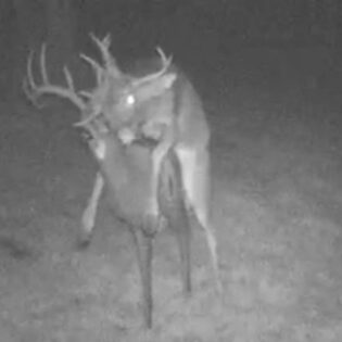 Caught on Mom's Trail Cam