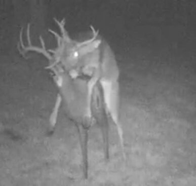 Caught on Mom’s Trail Cam