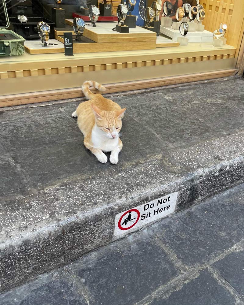 A cat in Rhodes, Greece
