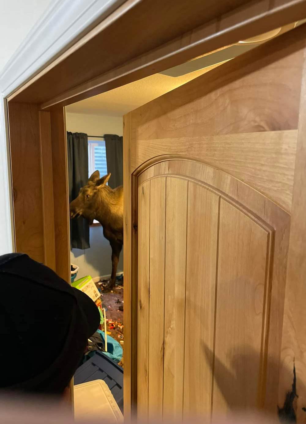 A moose in Alaska broke a window and wound up in a home basement today