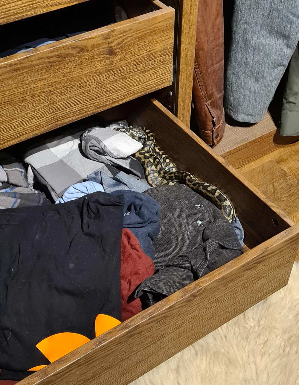 Woke up to a snake in my drawer (Australia)