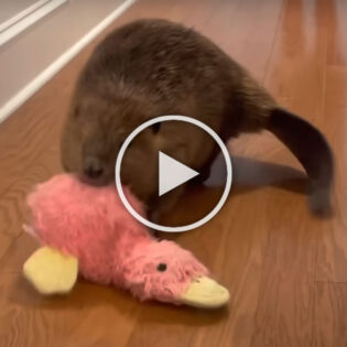 Rescue Beaver makes dam in house