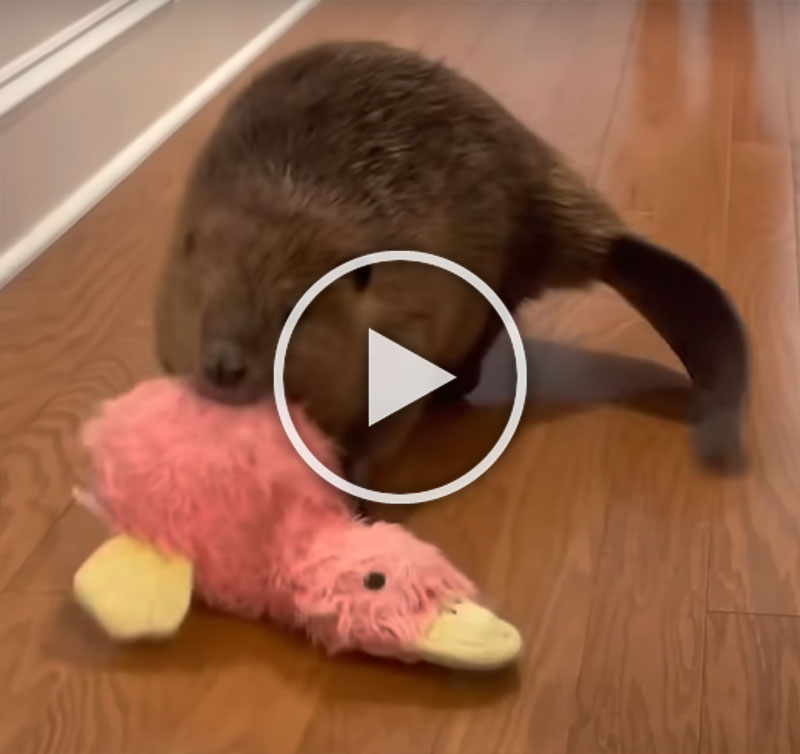 Rescue Beaver makes dam in house