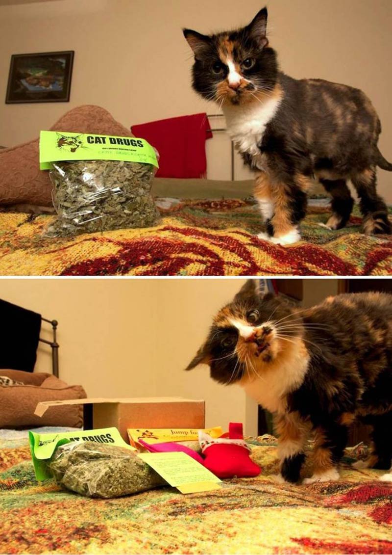 Cat drugs: Not even once