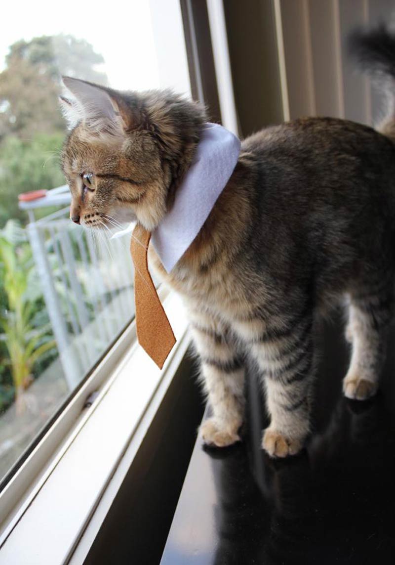 My wife made our cat a business tie and collar. It raises some eyebrows in the neighborhood