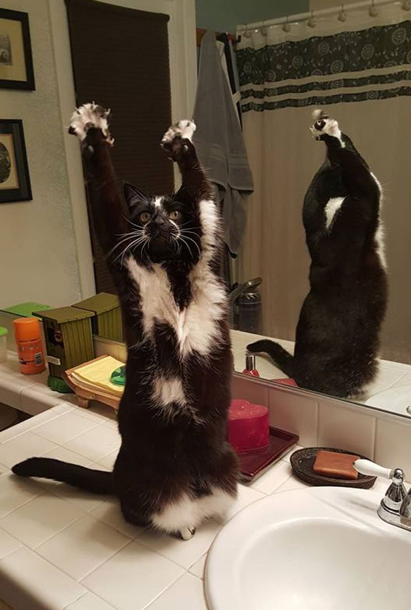 My friend's cat does this...